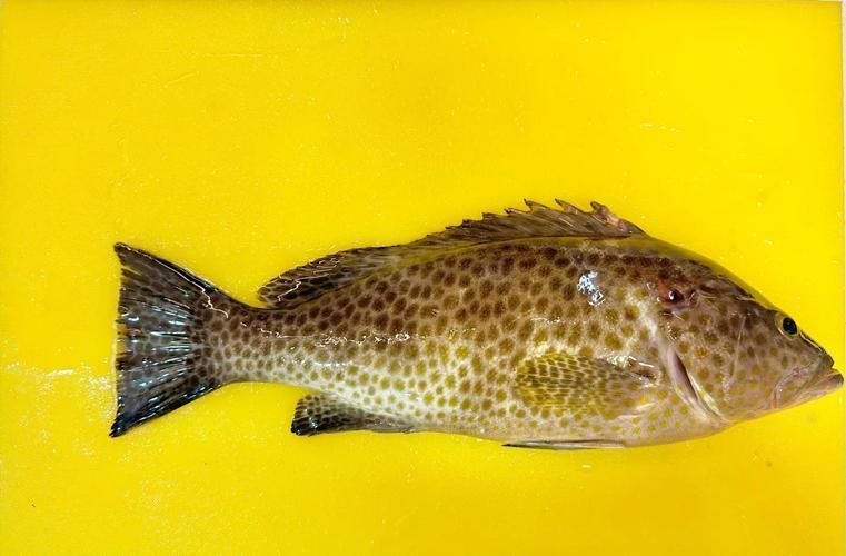 如何判斷馬拉莫寶石魚是否健康？，如何判斷馬拉莫寶石魚（scatophagusargus）是否健康？