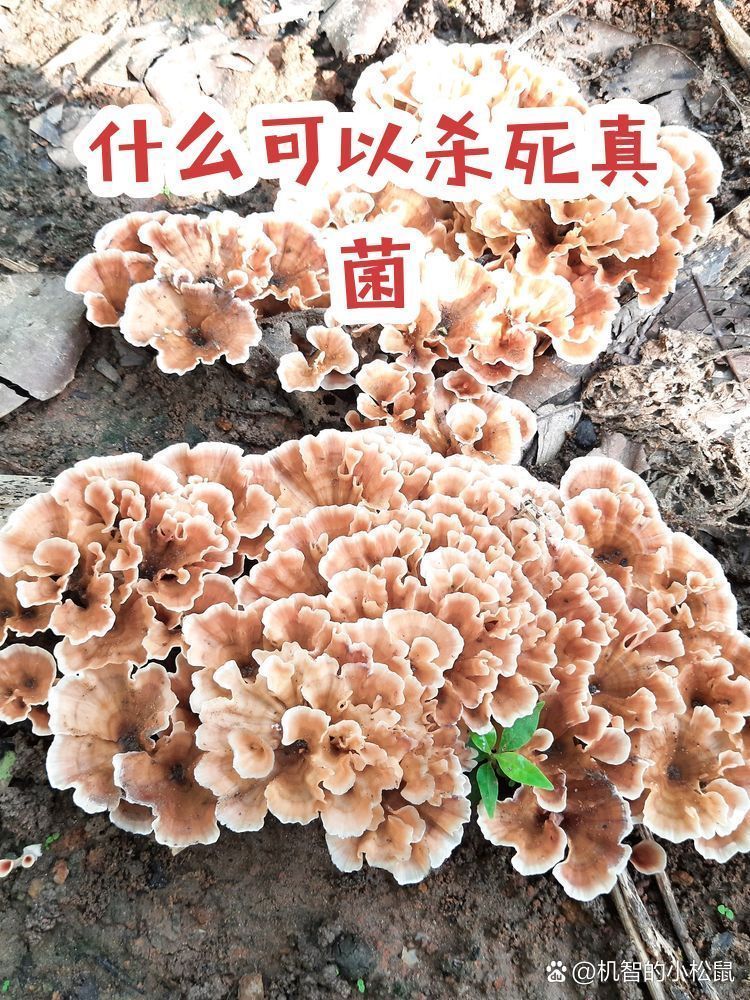 有哪些天然方法可以殺死真菌