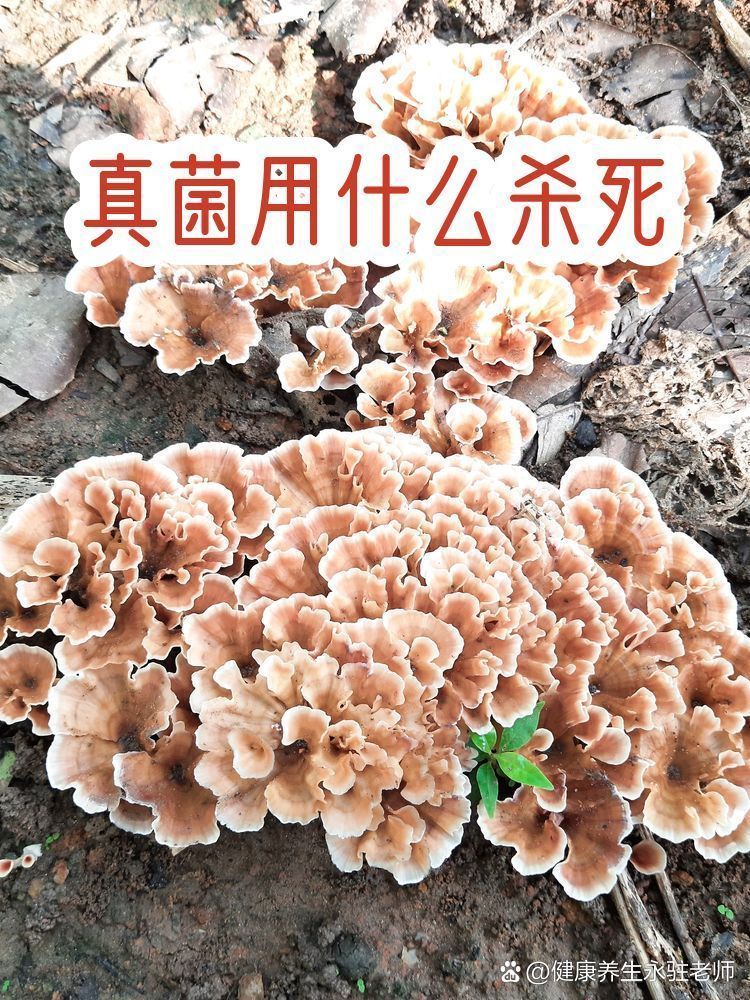 有哪些天然方法可以殺死真菌