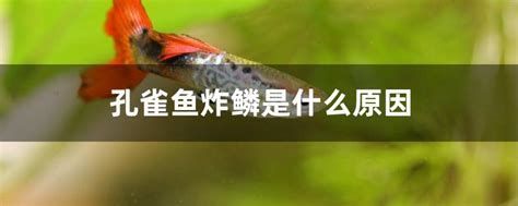 詳解（1000字和配圖）龍魚炸鱗的原因有哪些？，龍魚炸鱗的原因