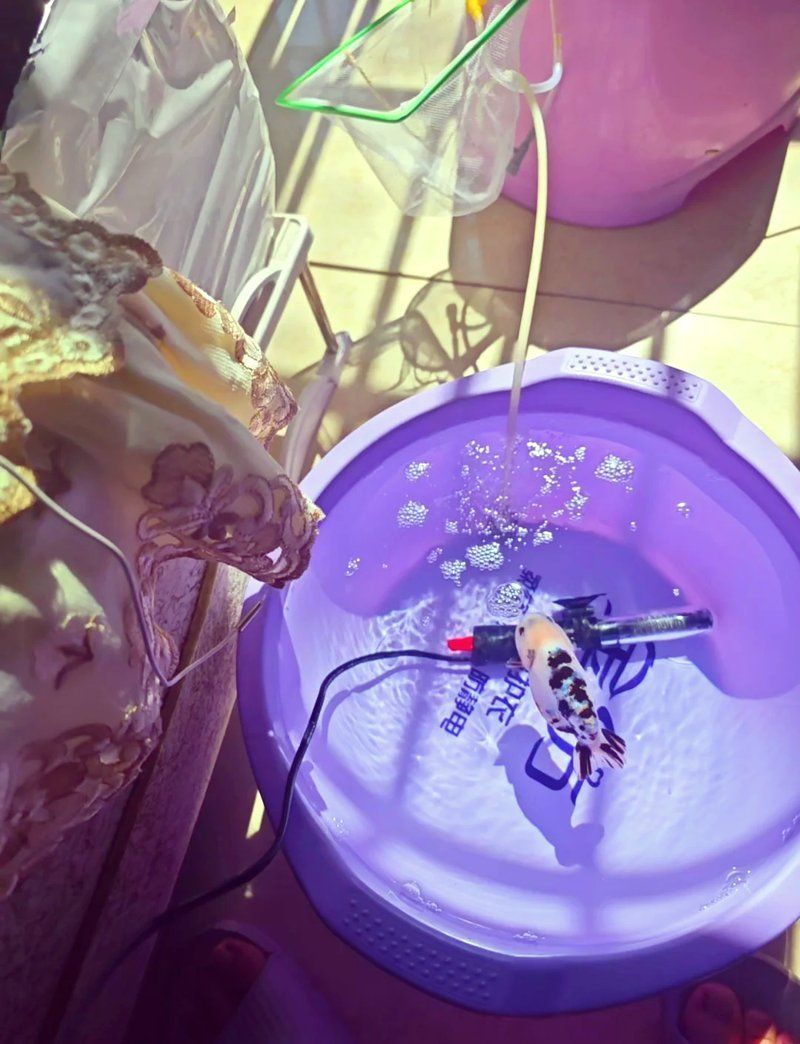 敵百蟲藥浴的具體操作步驟是什么，敵百蟲藥浴的具體操作步驟是什么敵百蟲藥浴的具體操作步驟是什么
