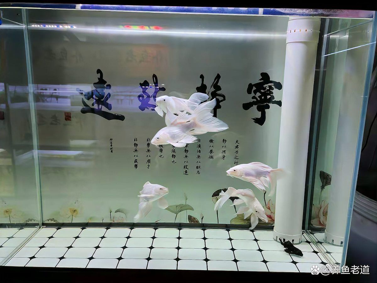 如何判斷虎斑恐龍魚是否健康，如何判斷虎斑恐龍魚是否健康，
