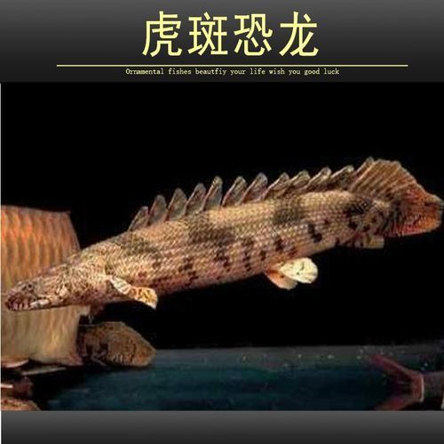 如何判斷虎斑恐龍魚是否健康，如何判斷虎斑恐龍魚是否健康，
