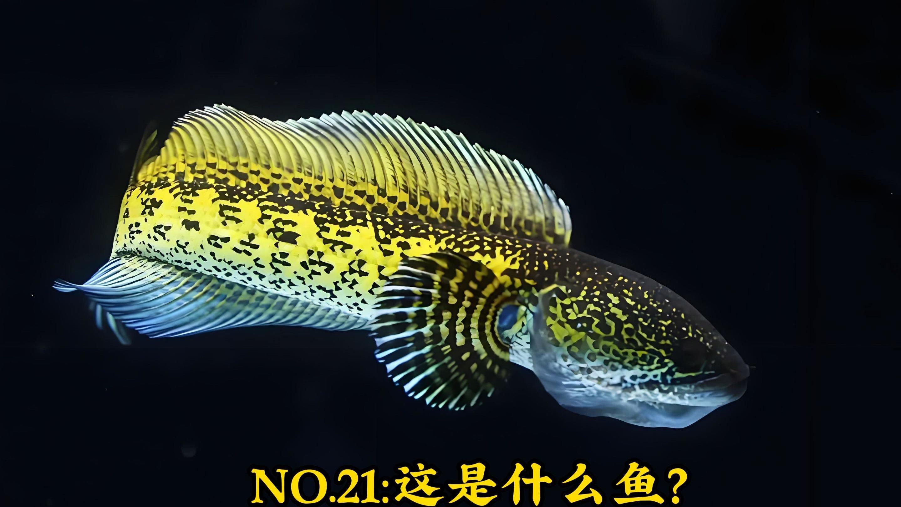 黃金眼鏡蛇雷龍魚有多大，黃金眼鏡蛇雷龍魚有多大,