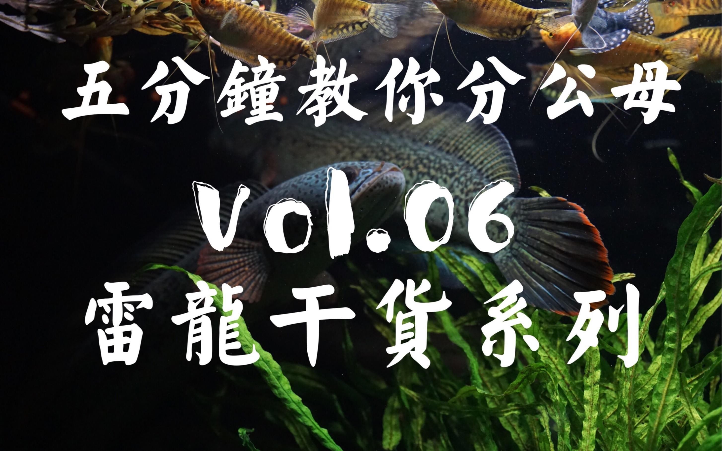 如何判斷彩虹雷龍魚的性別，彩虹雷龍魚怎么分公母