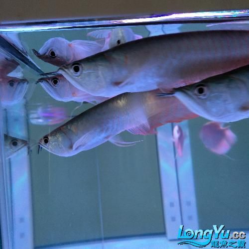 給我一些龍魚爛尾的圖片，關于龍魚爛尾的一些圖片