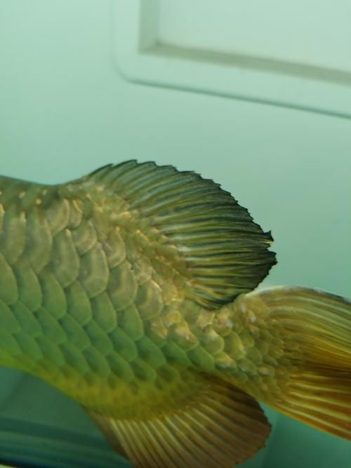 給我一些龍魚爛尾的圖片，關于龍魚爛尾的一些圖片