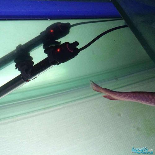 給我一些龍魚爛尾的圖片，關于龍魚爛尾的一些圖片