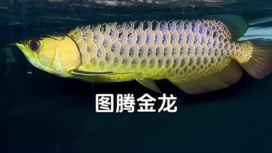圖騰金龍魚的產品質量如何？，圖騰金龍魚的產品質量是值得信賴的，圖騰金龍魚的產品質量如何