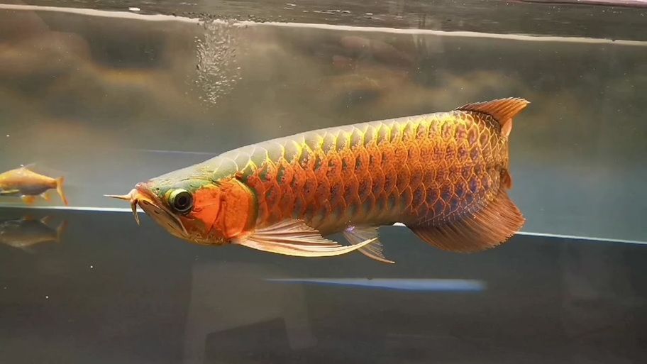 圖騰金龍魚的產品質量如何？，圖騰金龍魚的產品質量是值得信賴的，圖騰金龍魚的產品質量如何