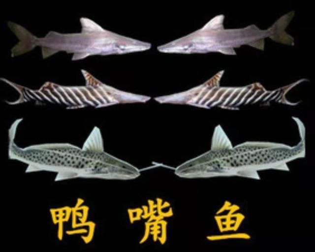 如何辨別撒旦鴨嘴魚(yú)的品種？，如何辨別撒旦鴨嘴魚(yú)的品種