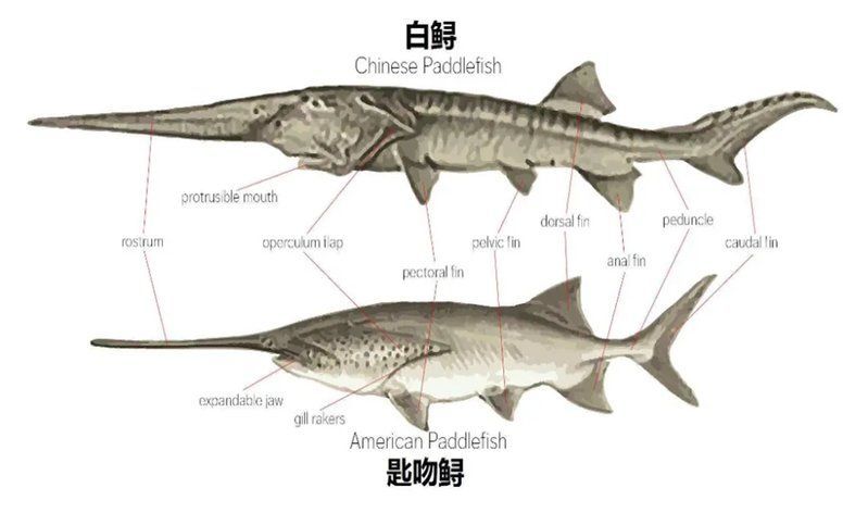 如何辨別撒旦鴨嘴魚(yú)的品種？，如何辨別撒旦鴨嘴魚(yú)的品種