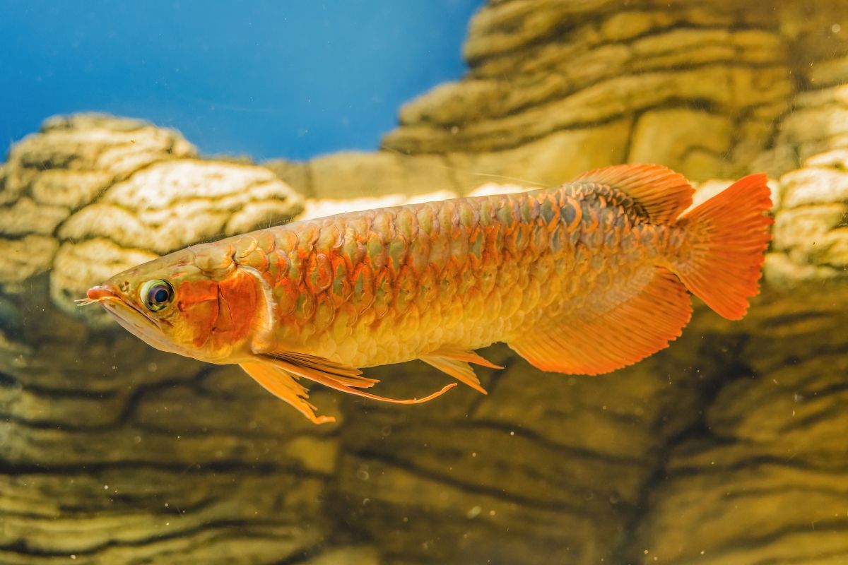 能否提供西沙群島龍魚養(yǎng)殖的圖片或視頻，能否提供西沙群島龍魚養(yǎng)殖的圖片或視頻,西沙群島龍魚養(yǎng)殖需要哪些技術(shù)
