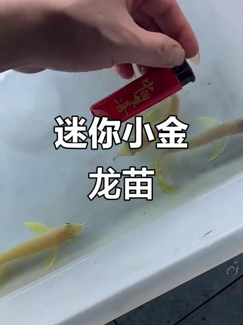 金龍魚幼苗圖片，金龍魚幼苗哪里可以買到