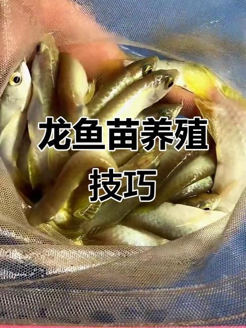 金龍魚幼苗圖片，金龍魚幼苗哪里可以買到