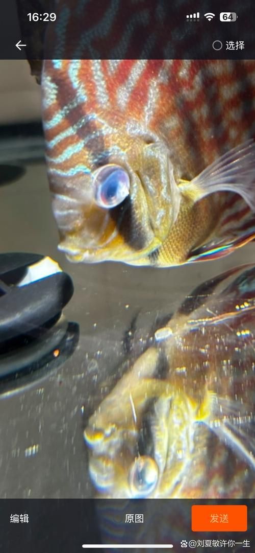 如何預防魚眼睛白膜的發生