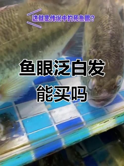 如何預防魚眼睛白膜的發生