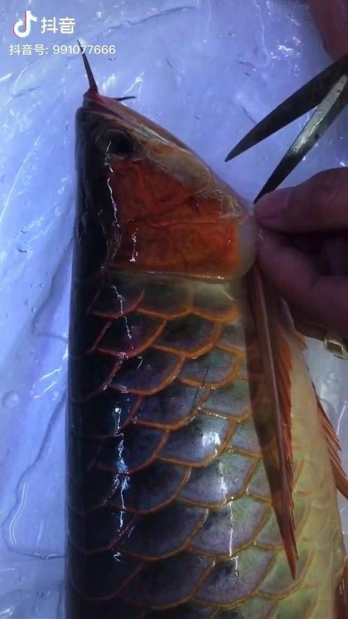 如何判斷龍魚鰓膜是否需要修剪？，——科學判斷龍魚鰓膜是否需要修剪