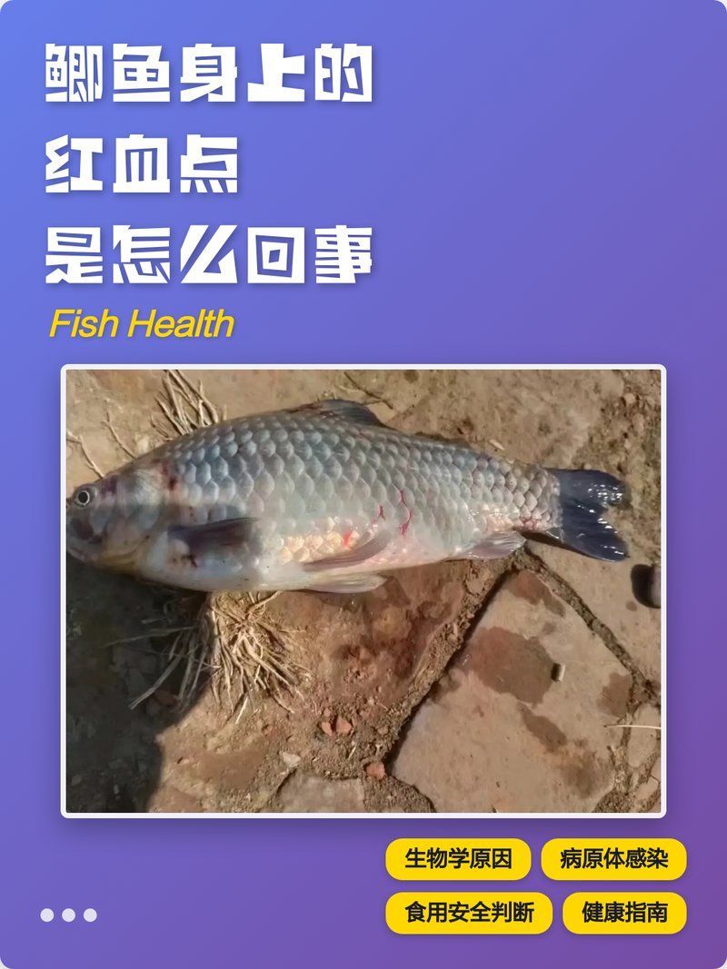 哪些魚種容易產生紅色淤血，哪些魚類容易產生紅色淤血