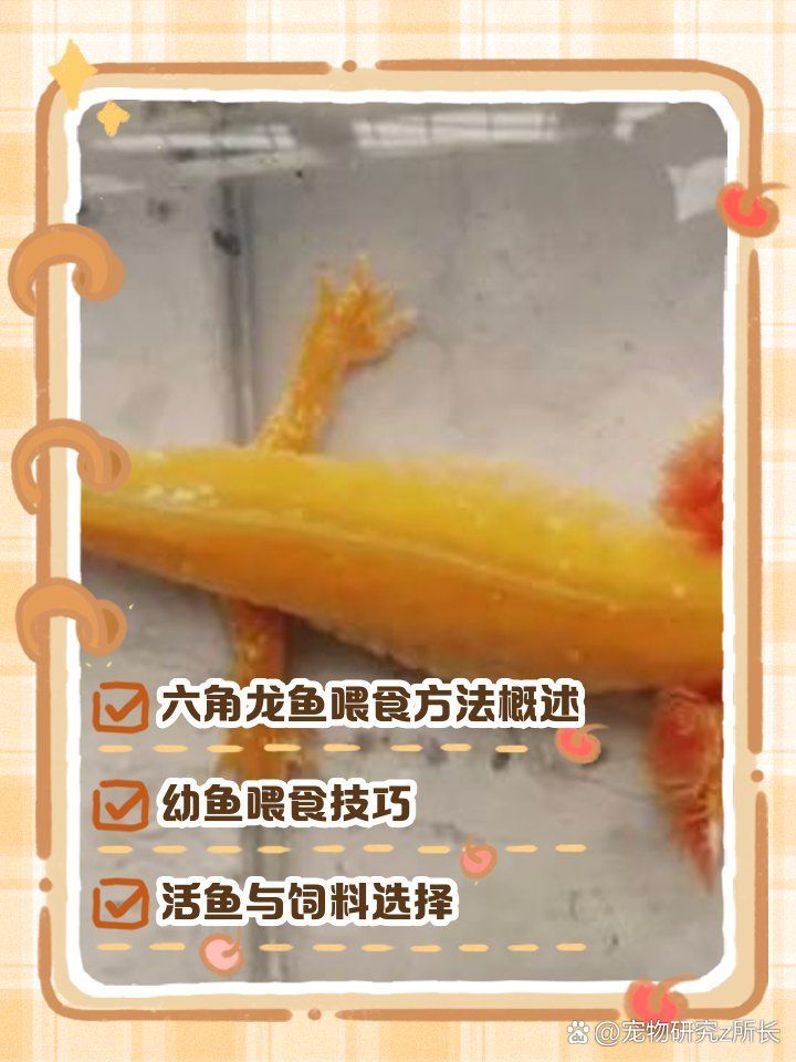 六角龍魚多久喂一次合適