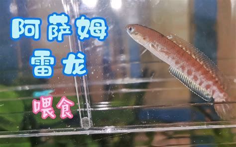 詳解（1000字和配圖）如何判斷龍魚是否接受面包蟲？，如何判斷龍魚是否接受面包蟲