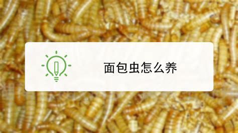 詳解（1000字和配圖）如何判斷龍魚是否接受面包蟲？，如何判斷龍魚是否接受面包蟲