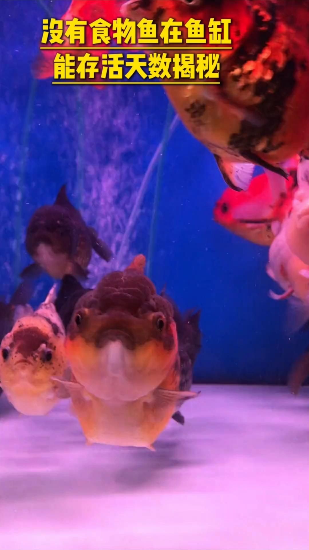 龍魚不進(jìn)食多久會(huì)死亡？，龍魚不進(jìn)食會(huì)有什么癥狀？