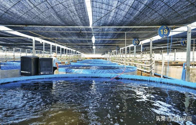 武威龍魚的養殖技術有哪些？