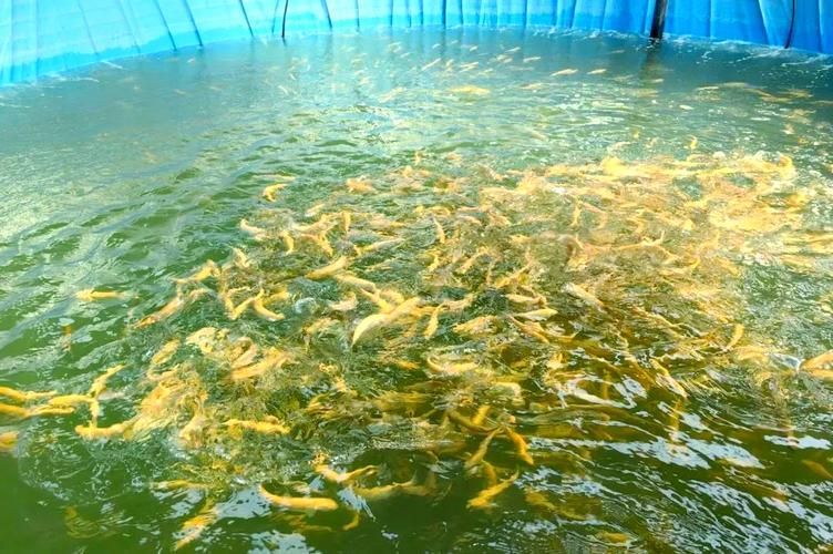 武威龍魚的養殖技術有哪些？