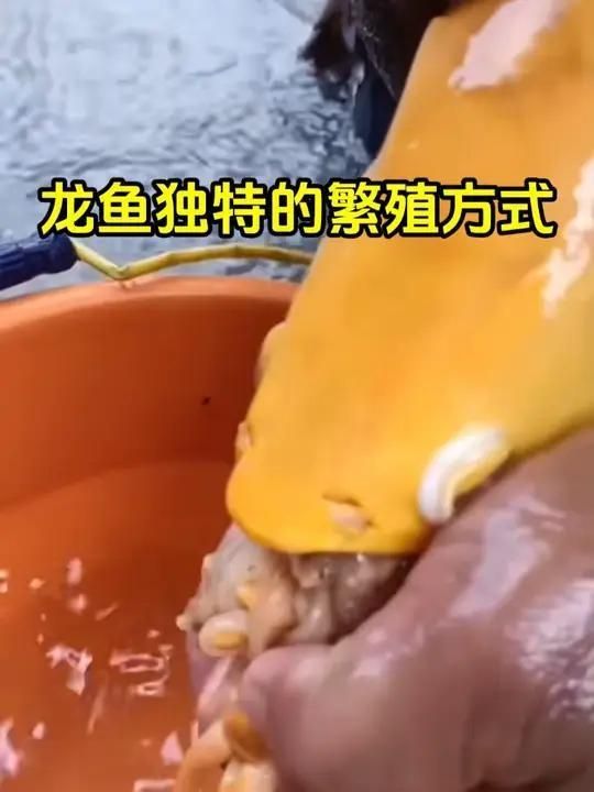 龍魚的繁殖方式是怎樣的？，龍魚的繁殖方式屬于典型的口孵繁殖