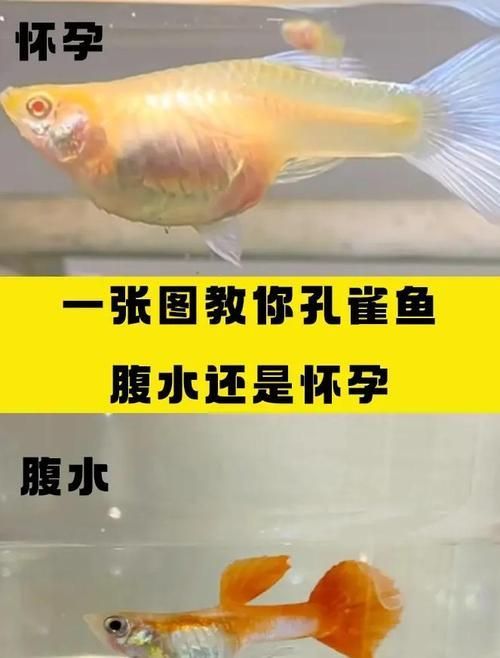 魚懷孕和腹水圖區(qū)別圖，如何判斷魚懷孕和腹水？