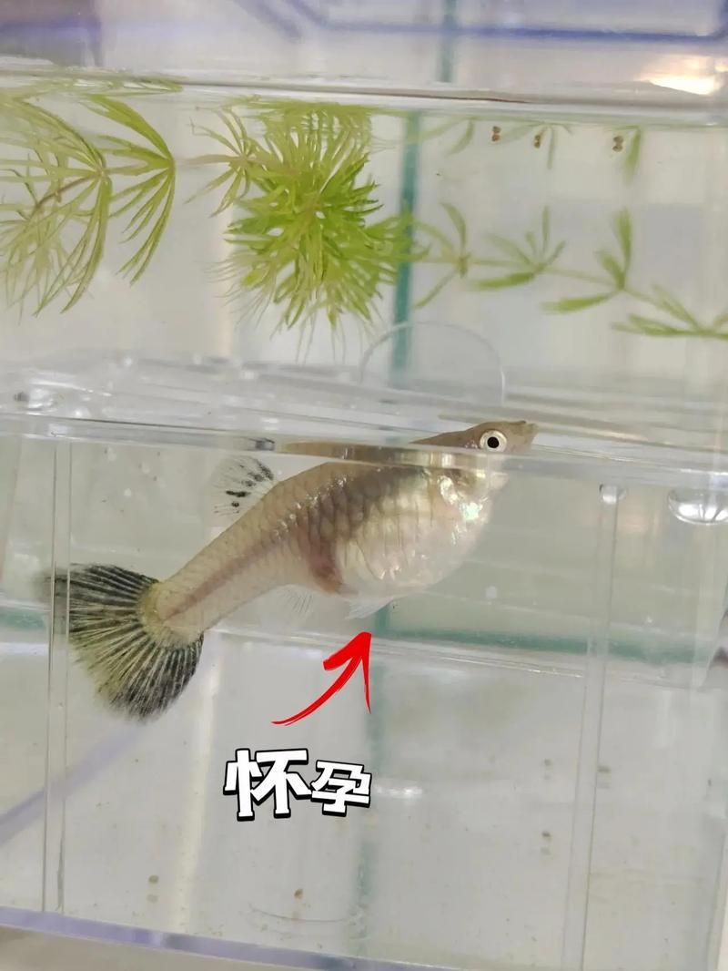 魚懷孕和腹水圖區(qū)別圖，如何判斷魚懷孕和腹水？