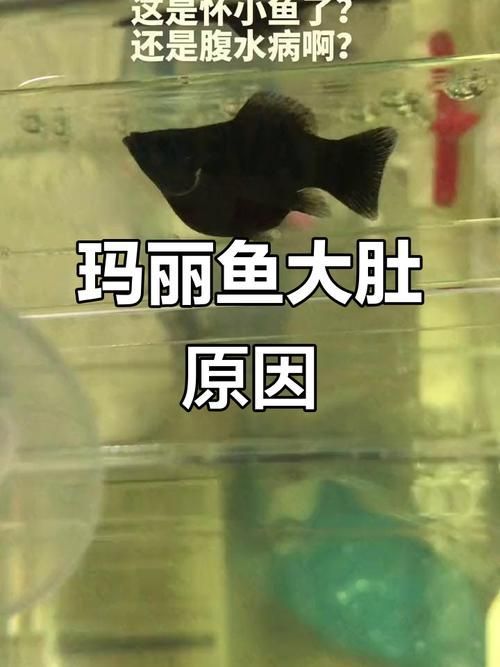 魚懷孕和腹水圖區(qū)別圖，如何判斷魚懷孕和腹水？
