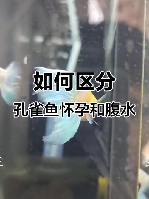 魚懷孕和腹水圖區(qū)別圖，如何判斷魚懷孕和腹水？