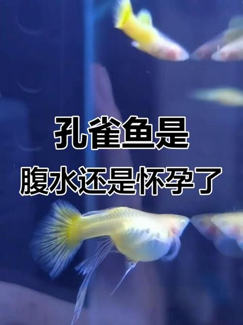 魚懷孕和腹水圖區(qū)別圖，如何判斷魚懷孕和腹水？