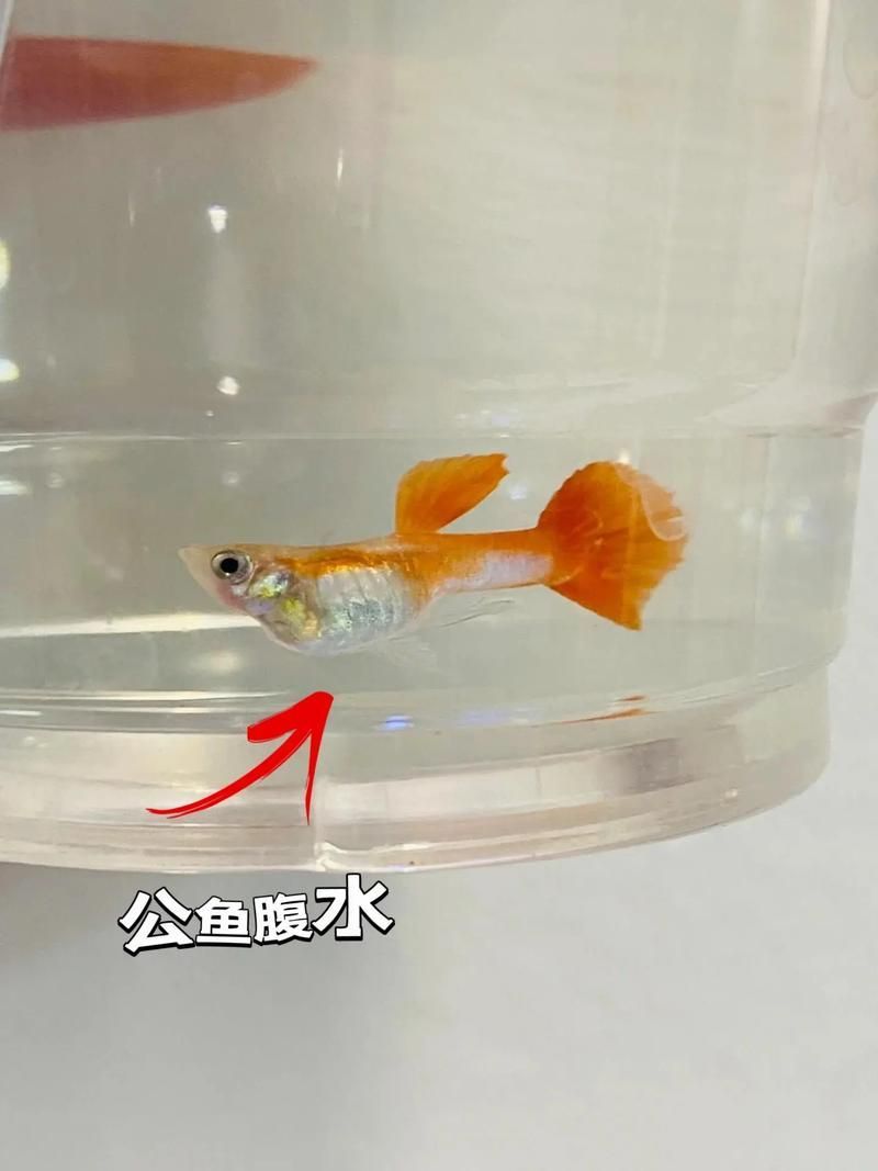 魚懷孕和腹水圖區(qū)別圖，如何判斷魚懷孕和腹水？