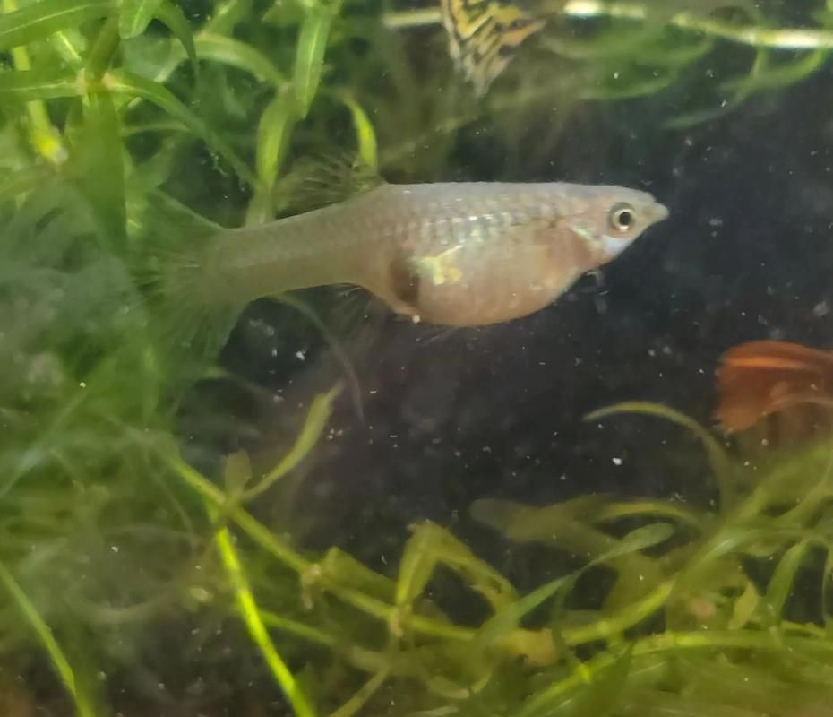 魚懷孕和腹水圖區(qū)別圖，如何判斷魚懷孕和腹水？