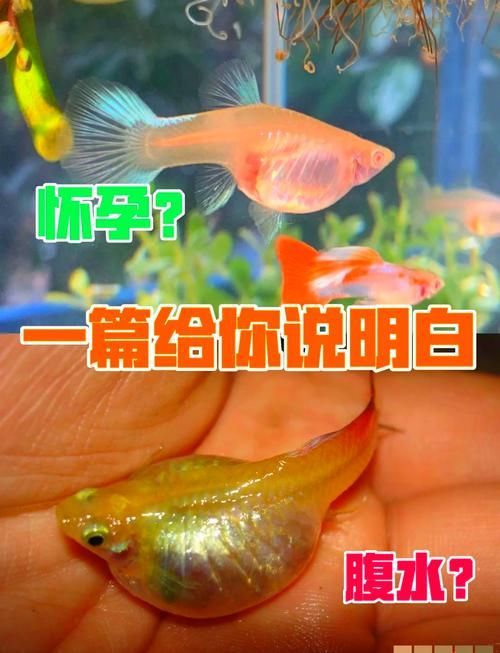 魚懷孕和腹水圖區(qū)別圖，如何判斷魚懷孕和腹水？