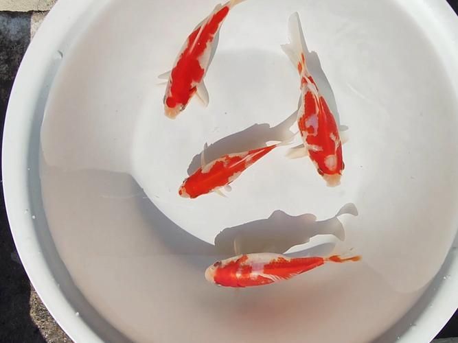 如何判斷金魚是否達到成年體型