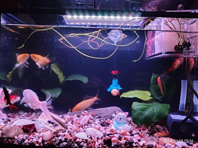 森森魚缸的質量如何？，森森魚缸怎么樣？