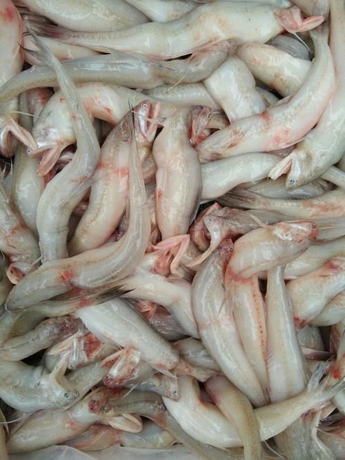 能提供幾張長汀龍魚的圖片嗎，長汀龍魚是否真實存在？