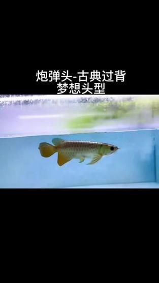 如何鑒別冠軍金龍魚的品種真假，如何鑒別冠軍金龍魚