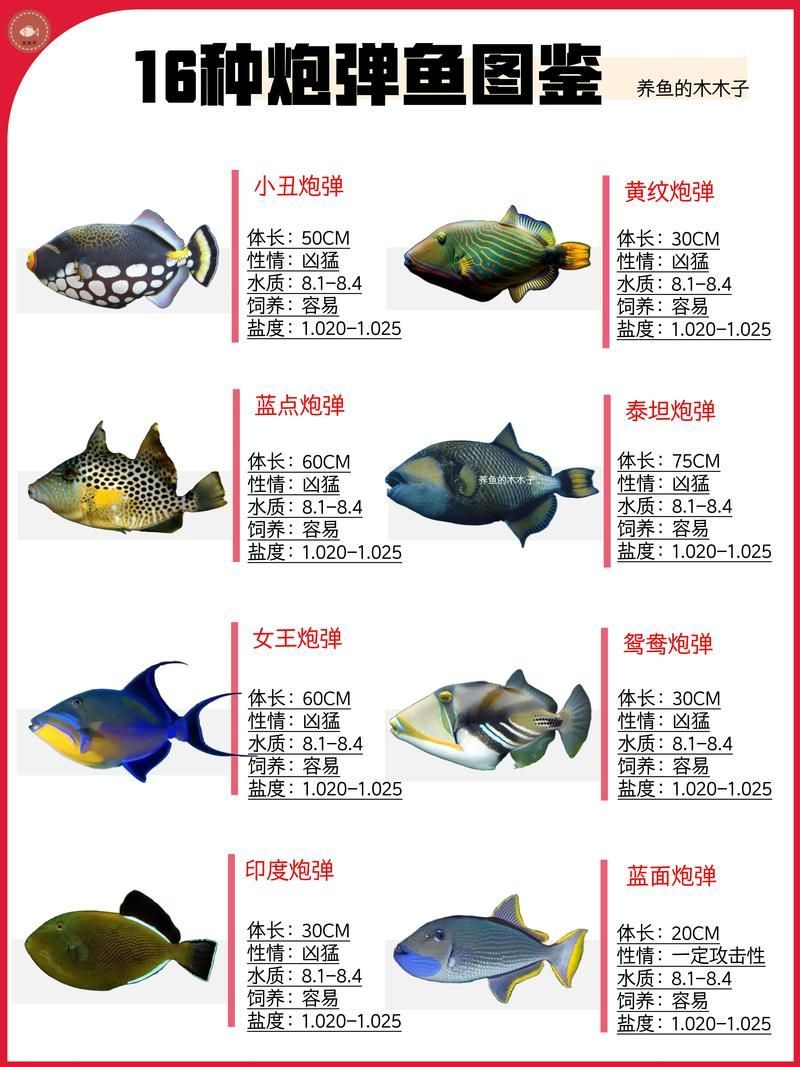 如何鑒別冠軍金龍魚的品種真假，如何鑒別冠軍金龍魚
