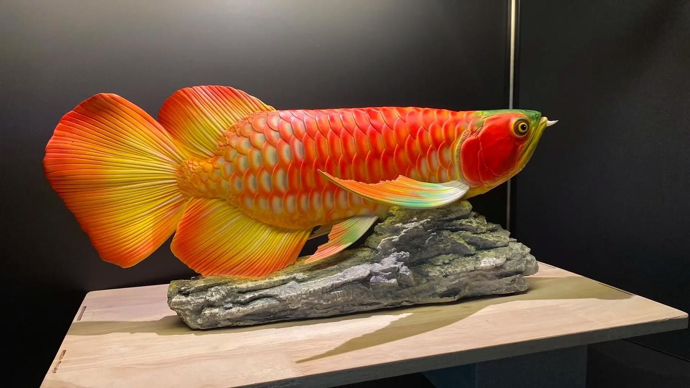 哪里可以購買到鳳臺龍魚？