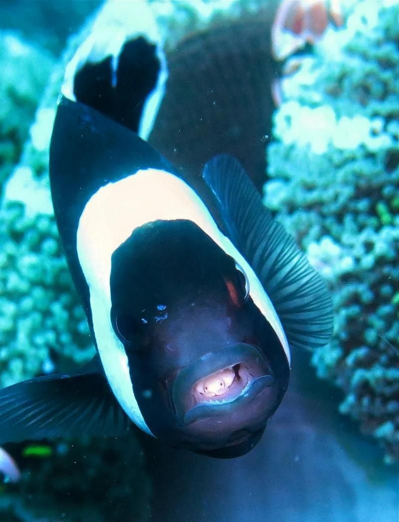 魚虱的寄生行為是怎樣的，縮頭魚虱的寄生過程是怎樣的魚虱的寄生過程是怎樣的