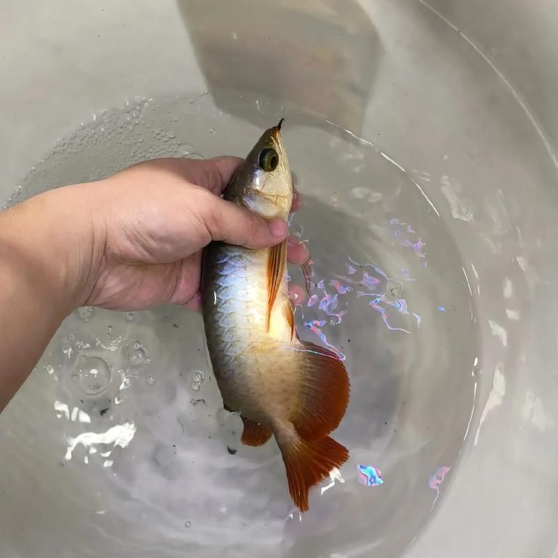 如何判斷紅龍魚飼料是否新鮮