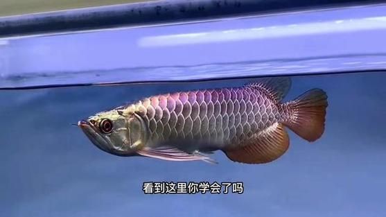 能提供一張高背和過背的對比圖嗎