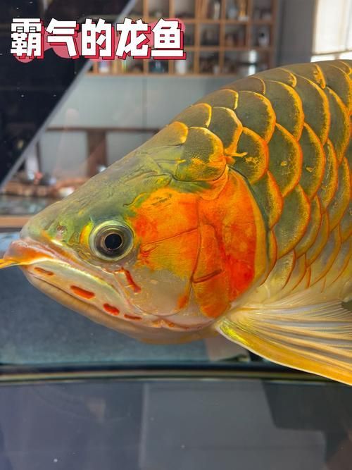 巨型金龍魚，巨型金龍魚有哪些獨特特征