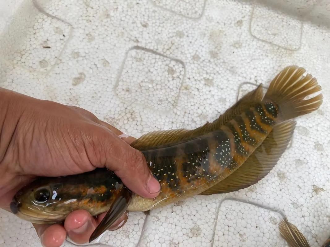 如何辨別七星龍魚的真假？