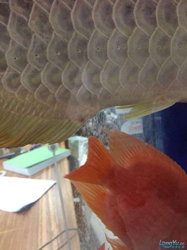 如何判斷龍魚打架是否嚴重，如何判斷龍魚打架嚴重